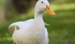 鸭子视频,趣味横生的动物世界瞬间